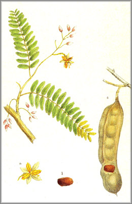 tamarindus